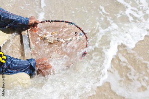 A thai fisherman is searching for shells (Pharella javanica) on