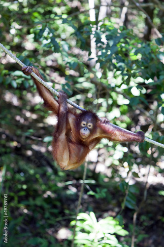 Orangutan hanging from a tree, Borneo. © davidevison