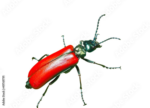 Red beetle 6