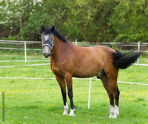 Young sport horse on pasture