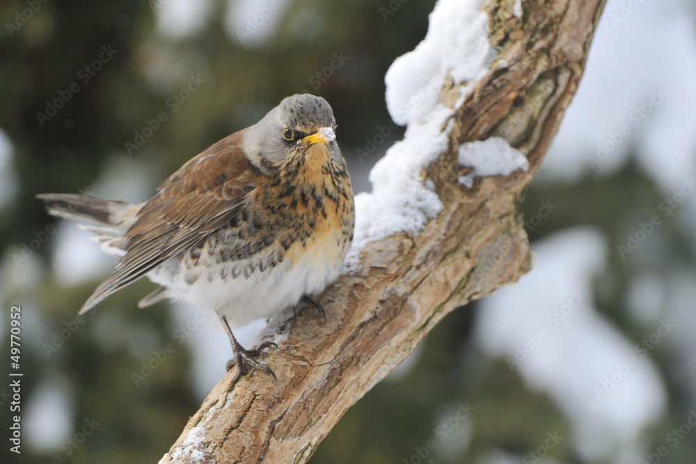 Fototapeta premium Wacholderdrossel