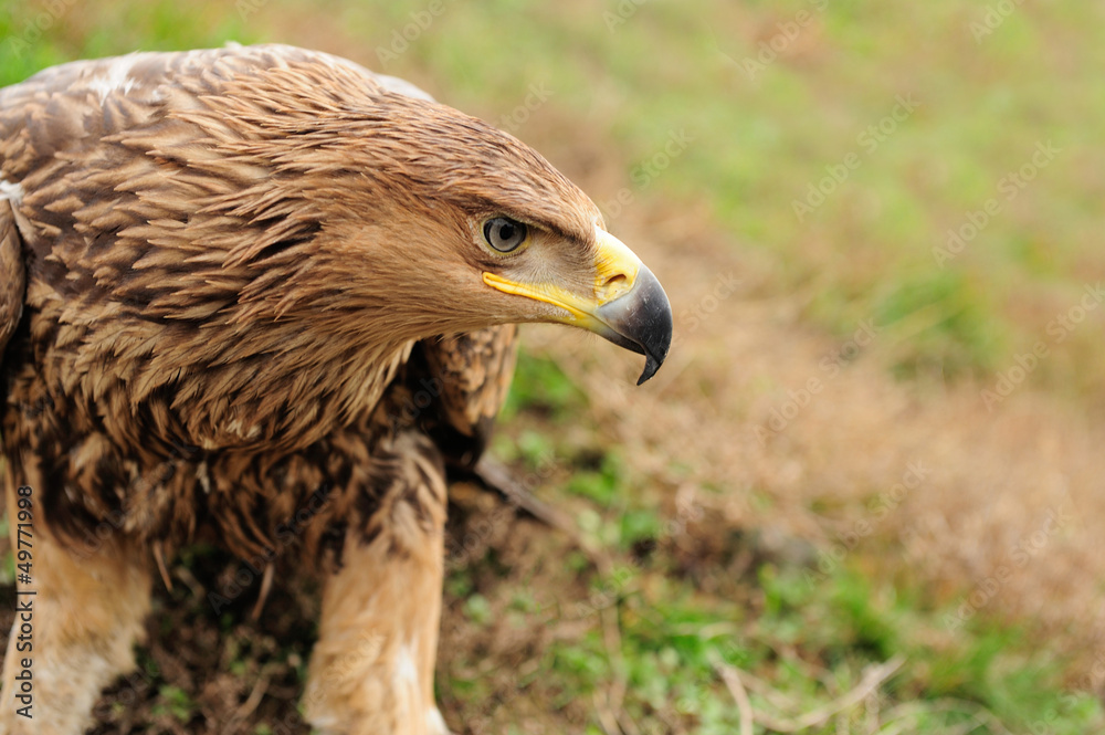 Obraz premium Eagle in grass