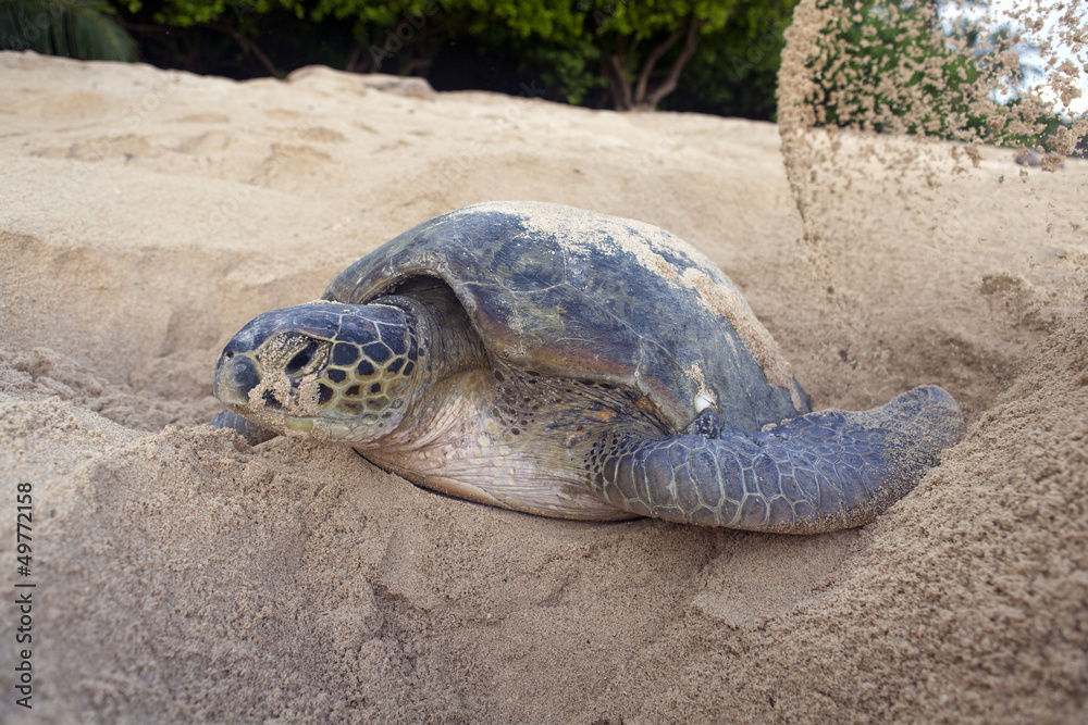 Obraz premium Zielony żółw składający jaja na plaży.