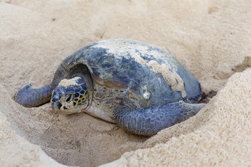 Sierkussen Schildpad Zeeschildpad legt eieren op strand  © davidevison