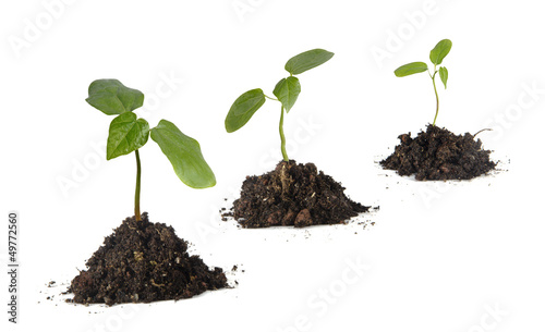 Saplings on white background