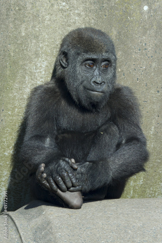 baby gorilla © chris2766