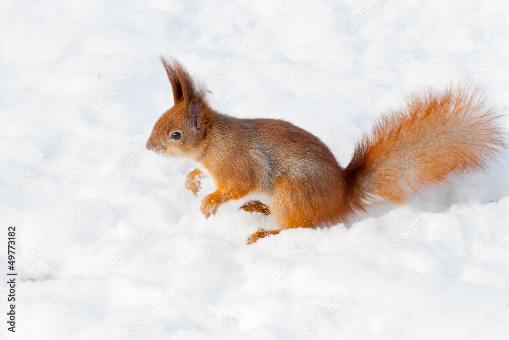 Red squirrel on the snow