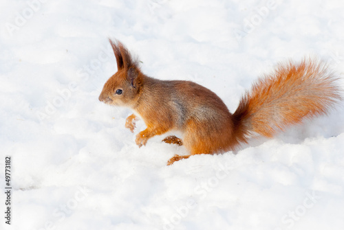 Red squirrel on the snow © zakrevski