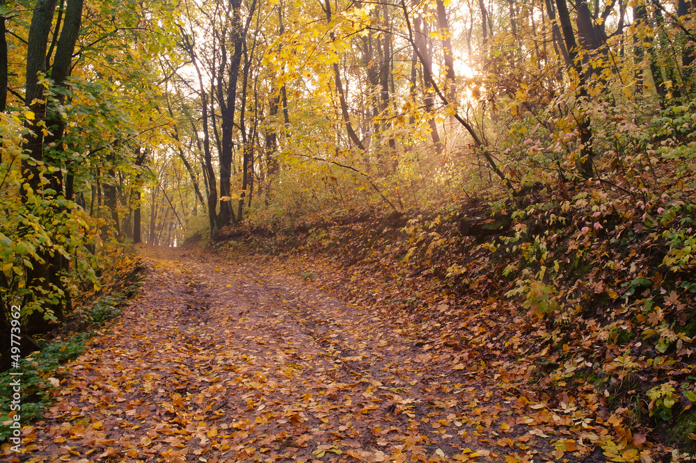 Autumn landscape with road and beautiful colored trees