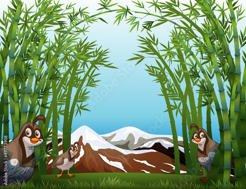 Birds at the bamboo forest