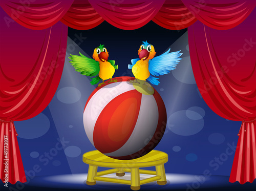 Two colorful parrots at the stage