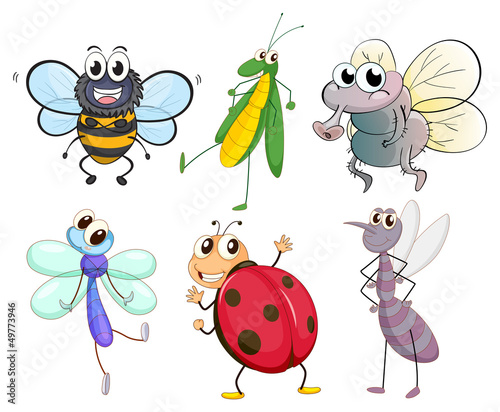 Different insects