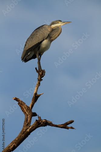 Egret on branch