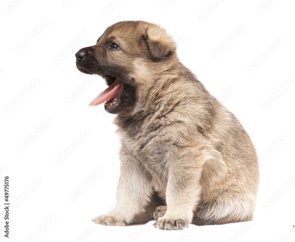 yawning puppy isolated over white background