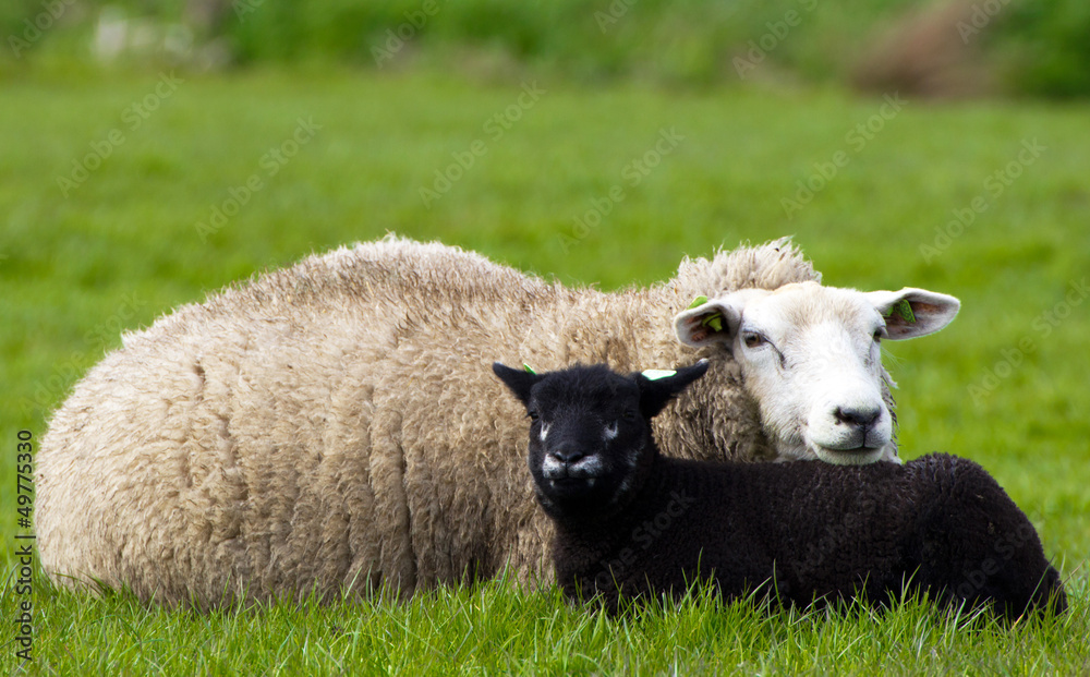 Fototapeta premium Close-up of a black and white sheep