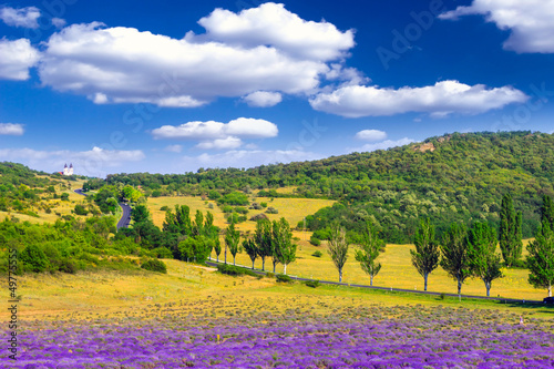 Cuadro en lienzo Lavender field in the summer