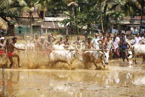 bull chase