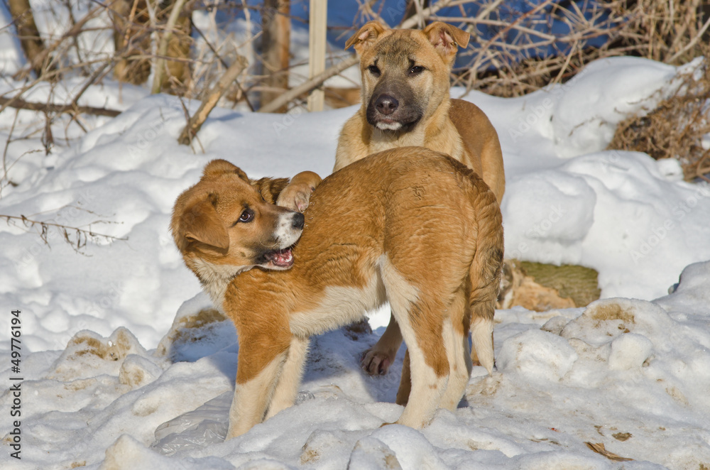 Naklejka premium бездомные играющие щенки