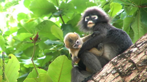 Mother monkey and baby monkey on tree.