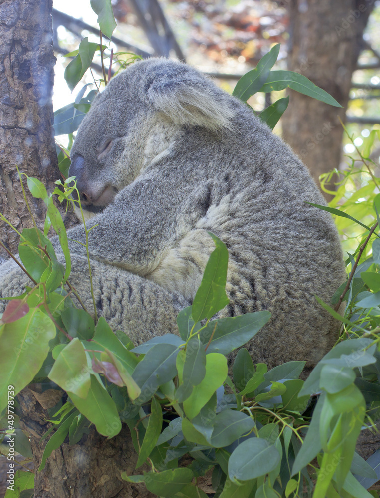Naklejka premium Curious koala on the tree