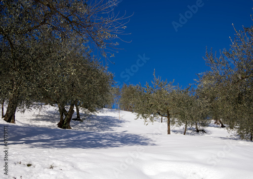 Olive grove in snow with bright winter sunshine - landscape