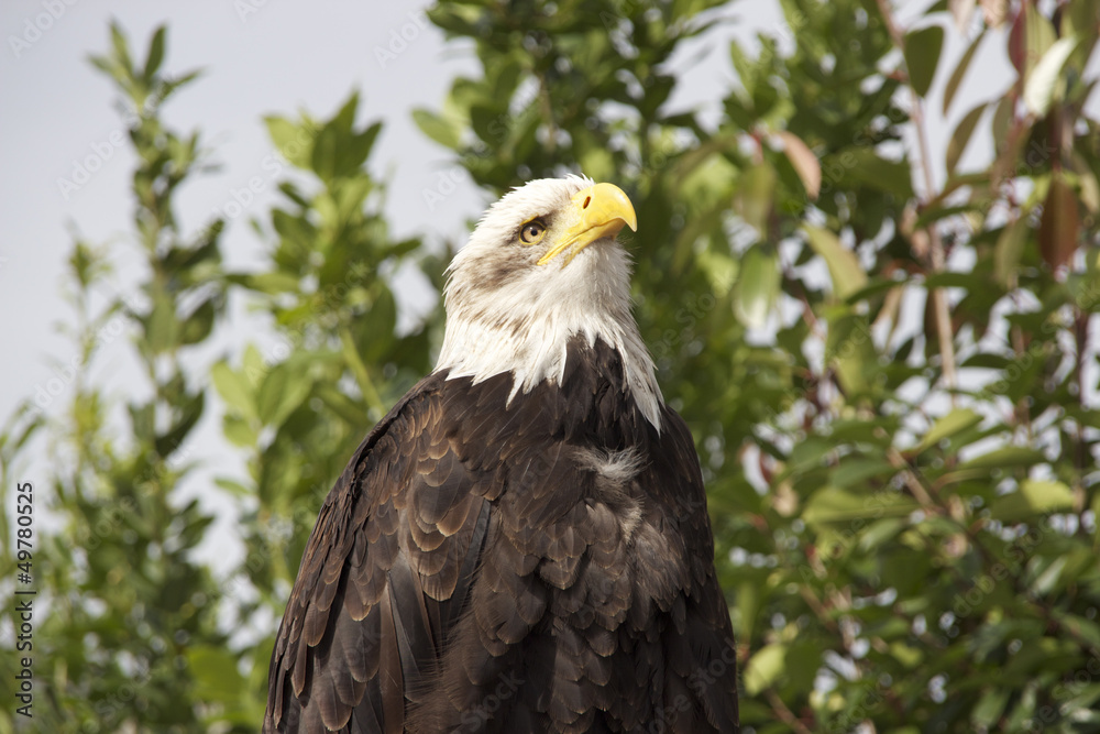 Obraz premium Weißkopfseeadler