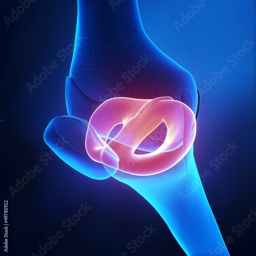 Lateral and medial meniscus anatomy photo