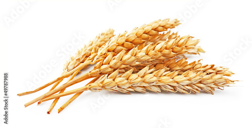wheat isolated