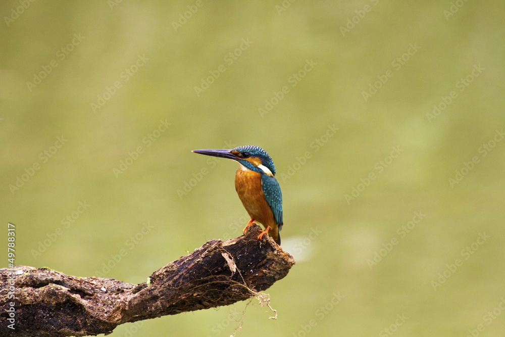 Fototapeta premium male common kingfisher,Alcedo atthis