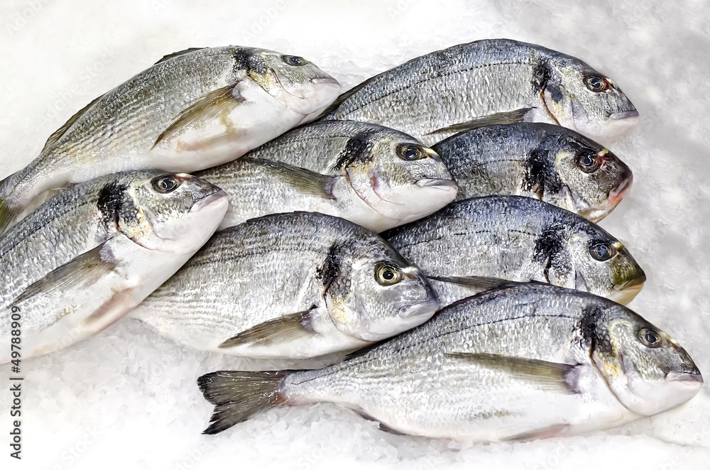 Fresh fish lying on ice