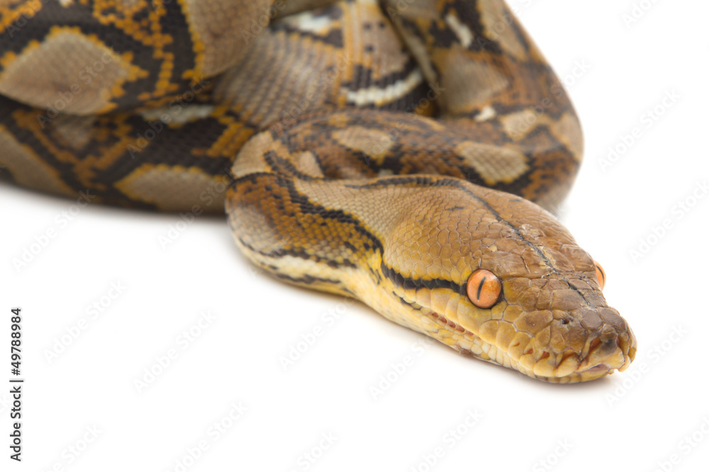 Fototapeta premium Close up of Burmese Python, isolated