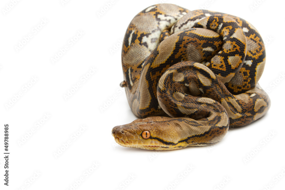 Naklejka premium Close up of Burmese Python, isolated