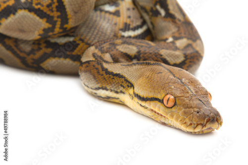 Close up of Burmese Python, isolated