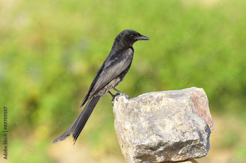 Fototapeta premium Balck Drongo