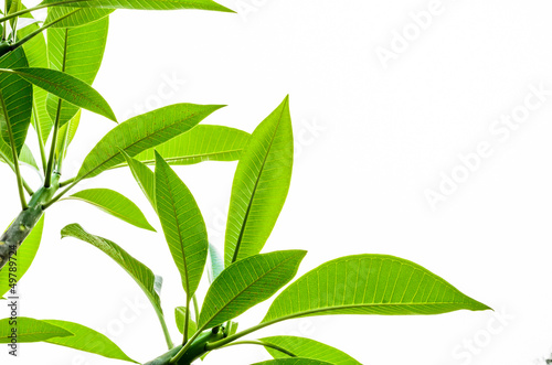 plumeria green leaf on white background