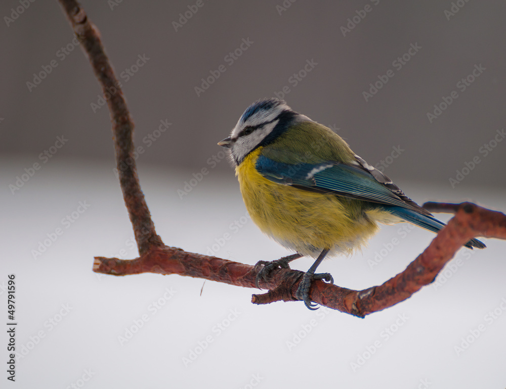 Fototapeta premium Blue tit