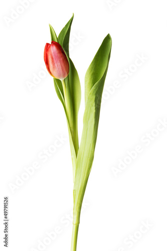 Tulip