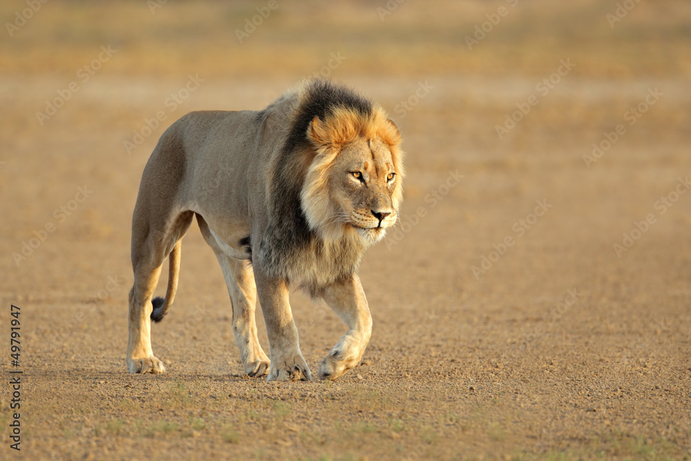 Fototapeta premium Walking African lion