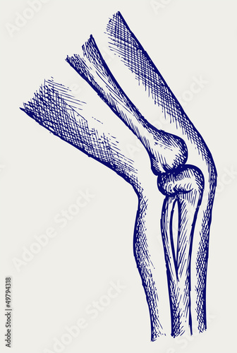 Human leg bones. Doodle style