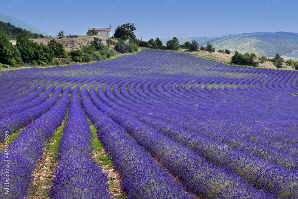 Fototapeta premium Endless rows in lavender field (Provence,France)