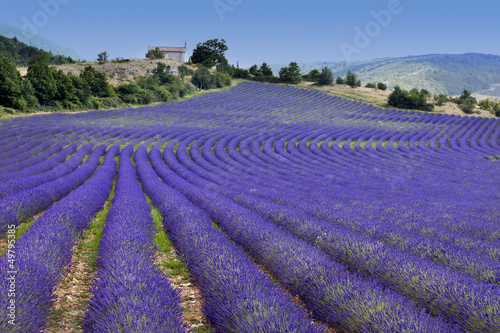 Endless rows in lavender field (Provence,France)