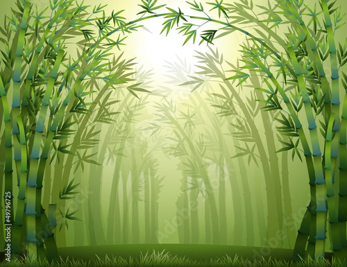 Fototapeta Naklejka Na Ścianę i Meble -  Bamboo trees inside the forest