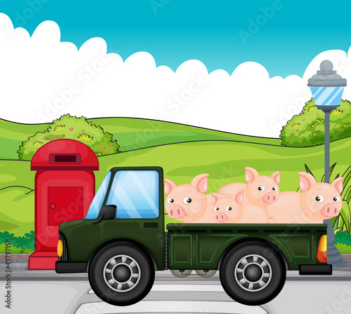 A green vehicle with pigs at the back