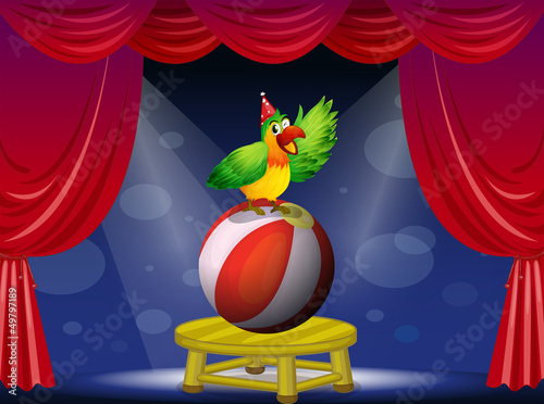 A colorful bird performing at the circus