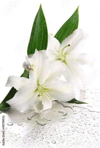 Fototapeta Naklejka Na Ścianę i Meble -  Beautiful lily, isolated on white
