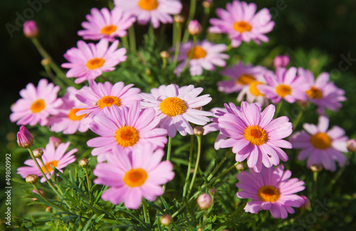 marguerite background