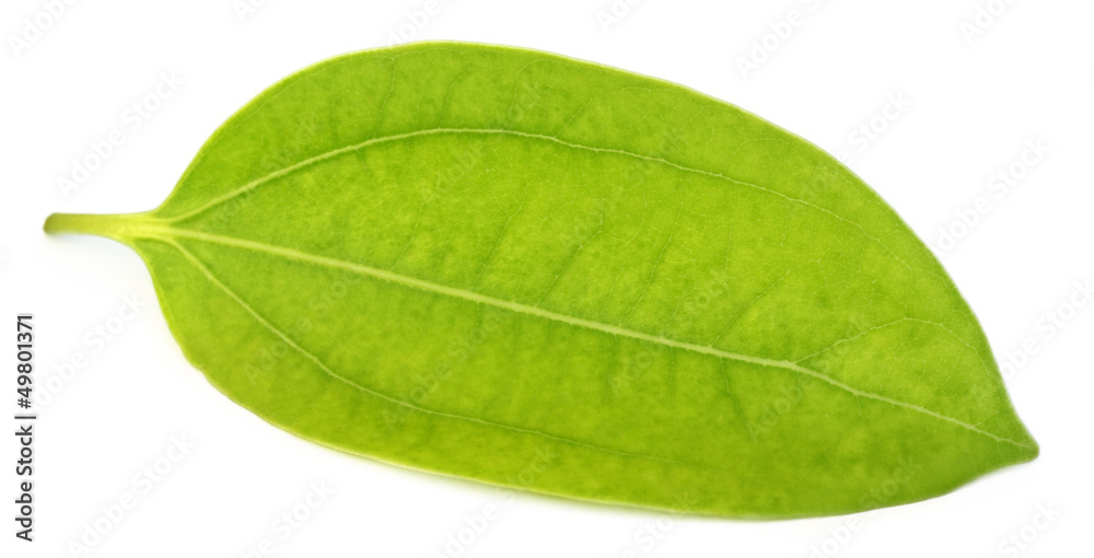 Fototapeta premium Cinnamon leaf