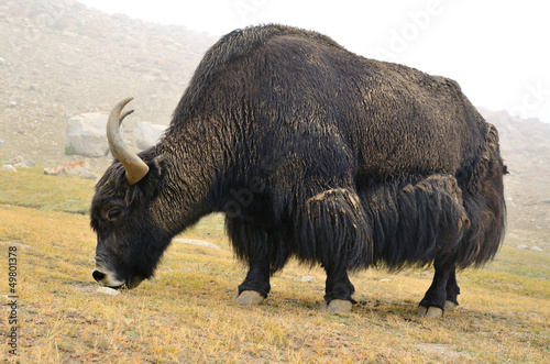 Tibetan  yak on pasture