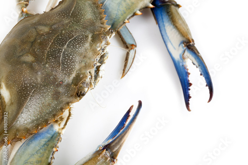 Blue crab