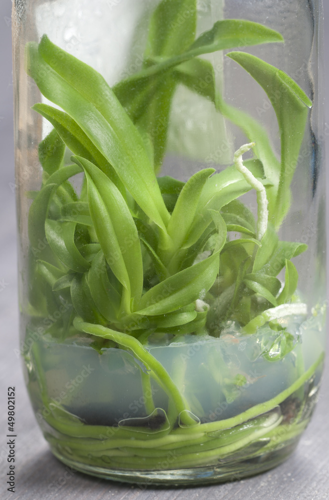 Obraz premium Orchid seedlings